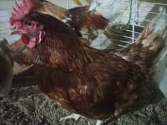 Lohmann Murgha and murghi (Hen)