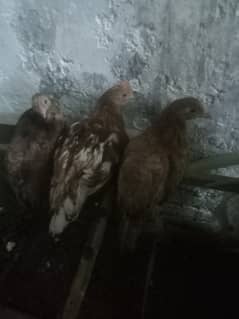 3 femalea hens for sale 3 months age