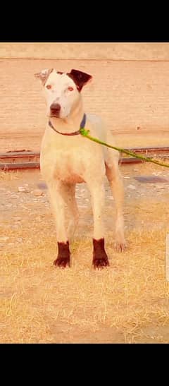 bully gultair cross  male / bully dog for sale