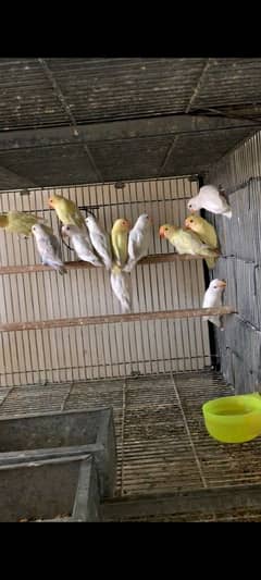 Albino red eye
