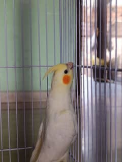 cocktail parrot