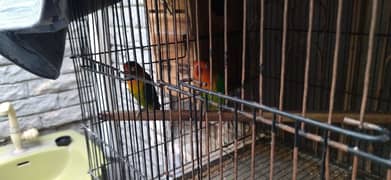 lovebird + Cages for sale