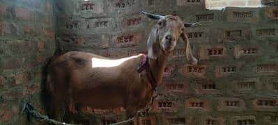 Bakre for sell