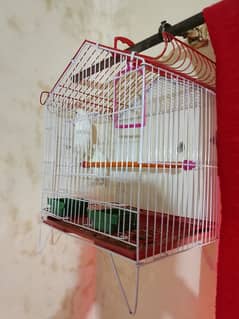 albino pair for sale