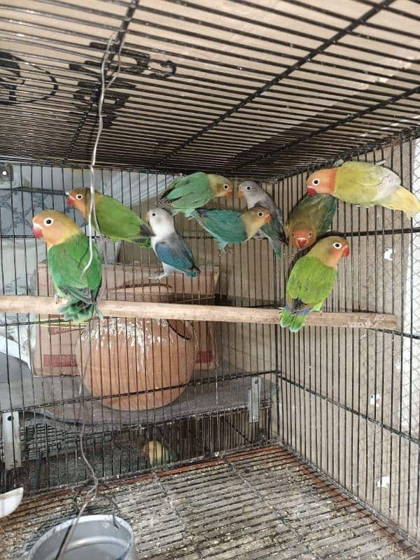 love bird Adult 9 pcs & 11 pcs love birds babies for sale 0