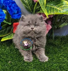 Persian Kittens | Smoky Grey Triple Coated | Punch face | fluffy |cat