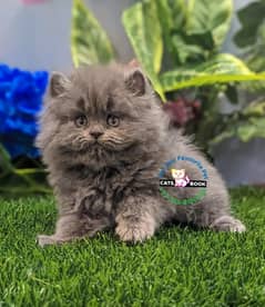 Persian