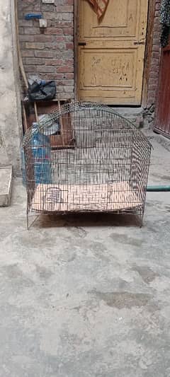 bird's
