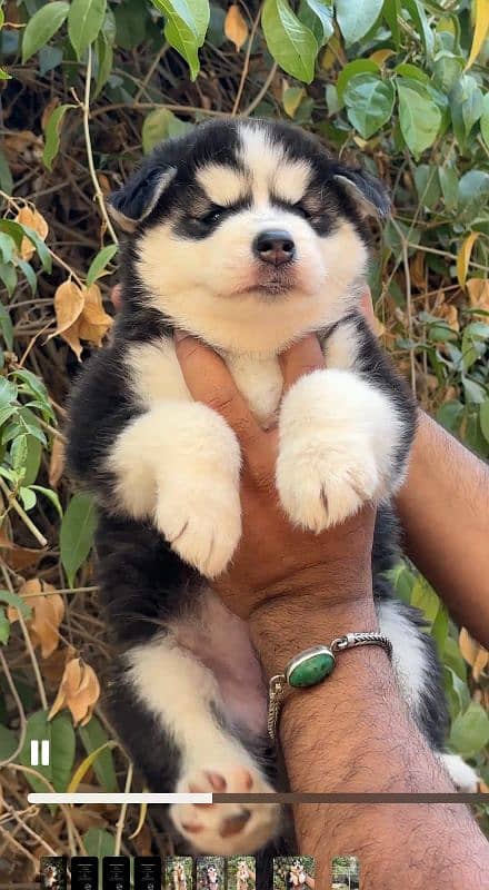 Husky Pair 1