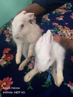 Rabbits