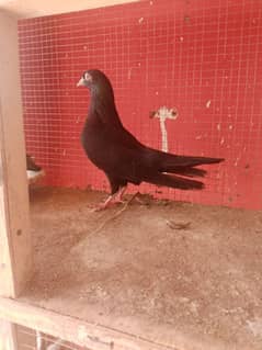 kala zaal breadt pair