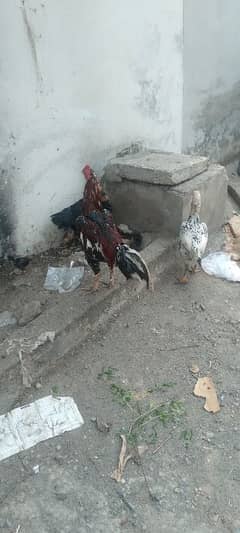 aseel