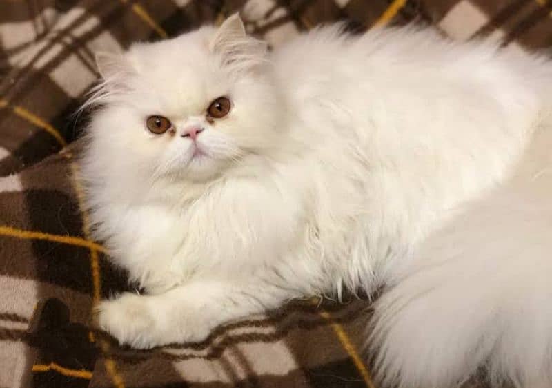 extremely punch to piki face pregnant female cat 0
