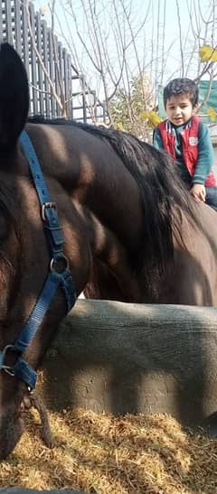 horse for sale