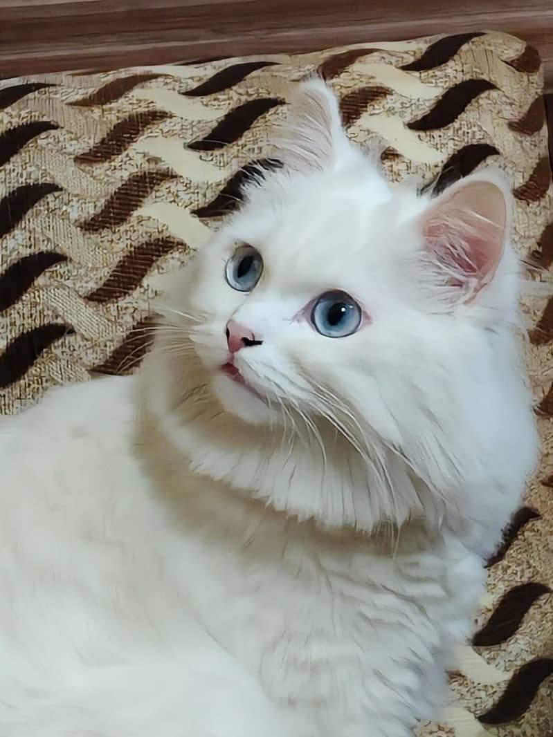 Turkish Angora cat double coated cat persian cat Kitten I-10 5