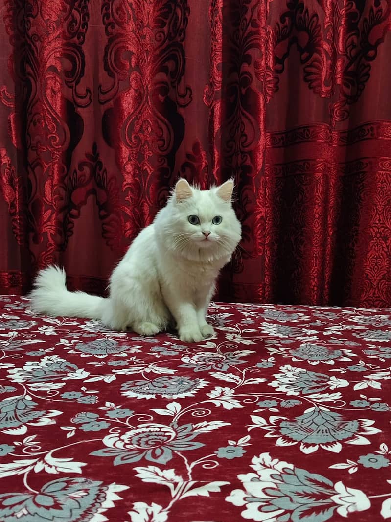 Turkish Angora cat double coated cat persian cat Kitten I-10 6
