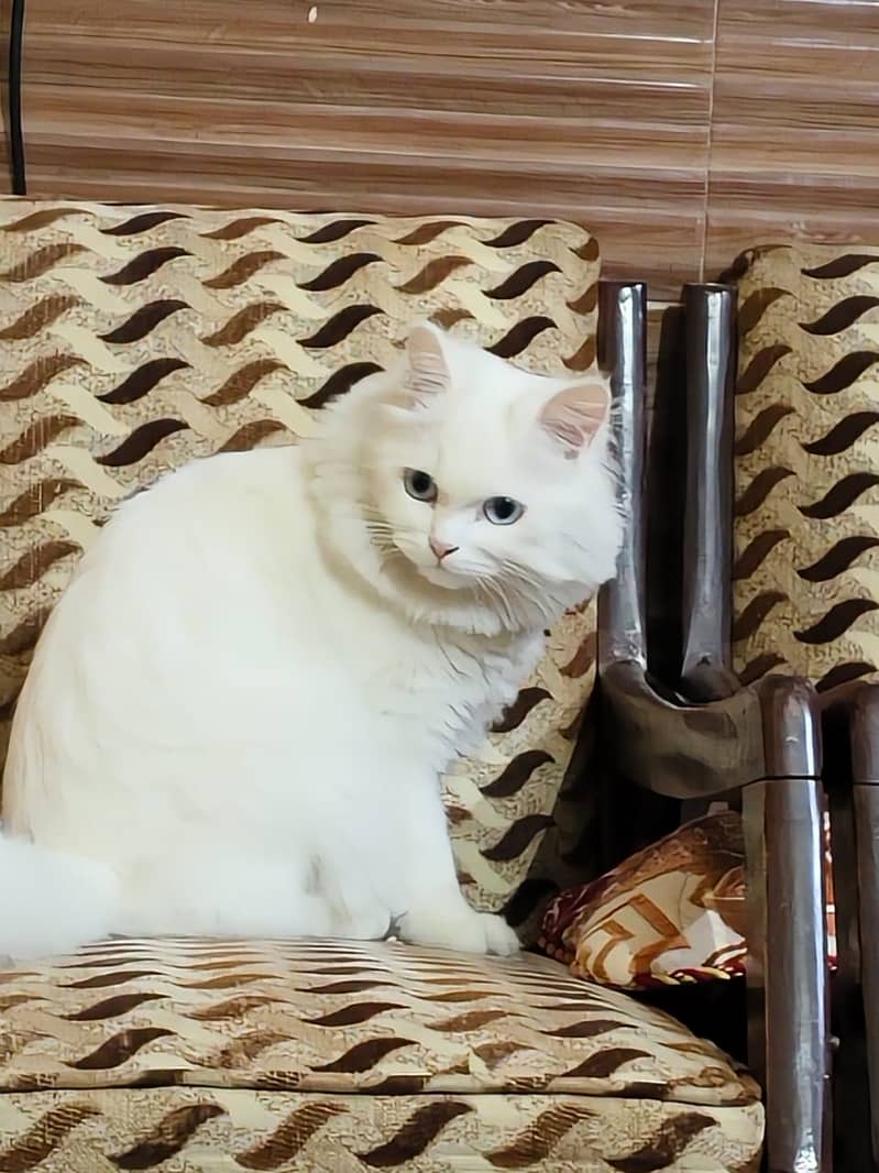 Turkish Angora cat double coated cat persian cat Kitten I-10 7