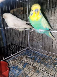 Hand tame King Exhibition and 5 love birds  pair for sale