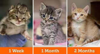 kittens for Sale