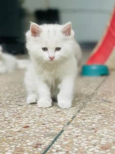 Persian cat Doll face triple coat