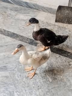 beautiful pair black white ducks