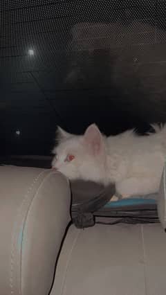 Percian cat