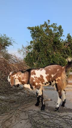 qurbani bakra for sale