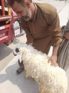 sheep's 5 in number for sale