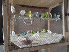 Breeder Australian parrot