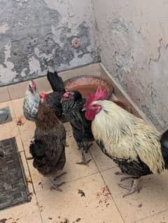 Eggs