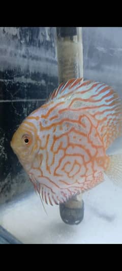 Discus