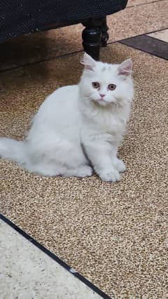 Persian Cat Looking For A New Home