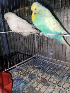 Hand tame  Exhibition pair and 5 pair love birds  for sale