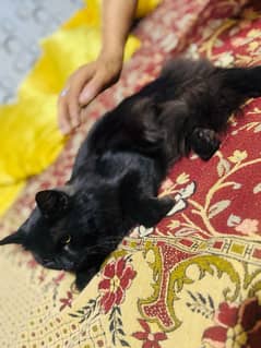 Persian cat hai male or age confirmed ni hai sahi 1.5 saal ka hai