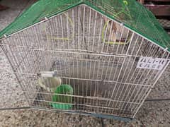 Cage for parrots