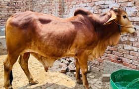 Qurbani Janwar/Animal/Buffalo/Cow For Sale