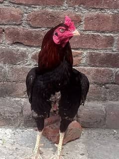aseel