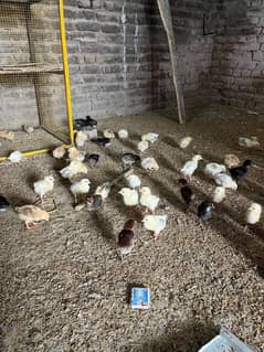 golden misri chicks
