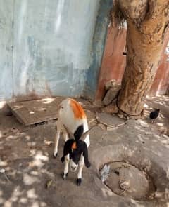 Do dant Bakra khassi for sale contact number 0312/2268/453