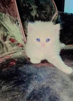 persian cats pair for sale