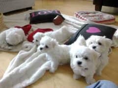 Tarrier poodle puppies