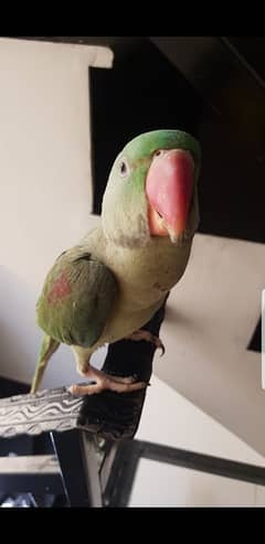 raw parrot for sale urgently