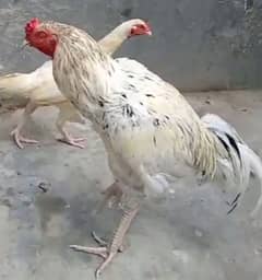 ASEEL MIANWALI MURGA HEERA MADI