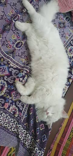 parsian