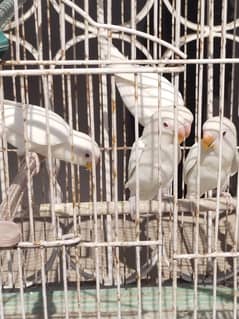 Albino