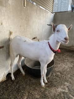 Bakra