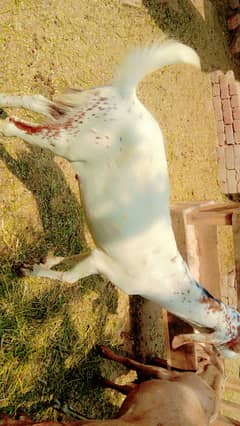 Qurbani