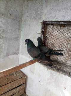 pigeon
