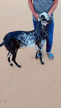 Black makhi cheeni bakri 4 daant for qubani