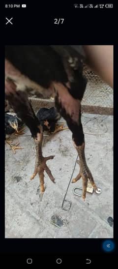 Thai and pakoi cross chicks are available. age 5 months